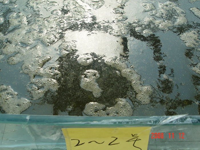 泓宝-泼洒遮阳菌的实验池